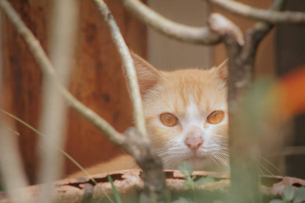 istock The behavior of the orange cat always makes laughter. 1492413212