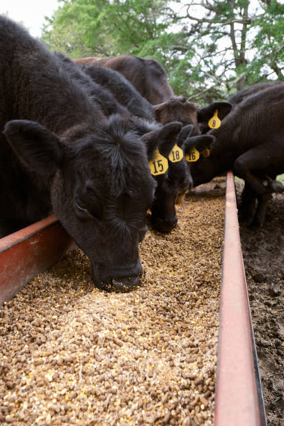 istock Black Angus cattle eating feed from a trough 1492416838