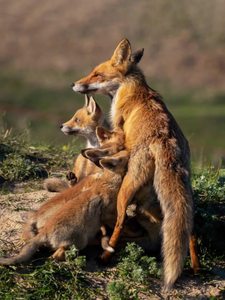 istock Red fox Vulpes vulpes in the wild 1492417175