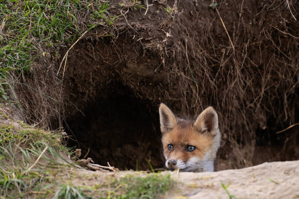istock A young red fox looks out of a hole. Vulpes vulpes 1492417275