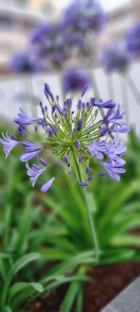 istock Beautiful colored flower on Madeira Island. 1492420202