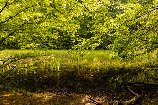 Hünenteich pond in the Hainich national park in thuringia