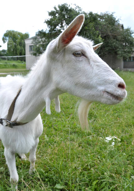 istock Domestic goat in the village yard 1492424398