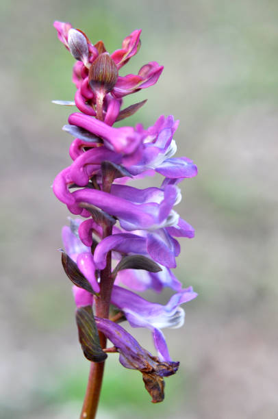 istock In spring, corydalis blooms in the forest 1492424535