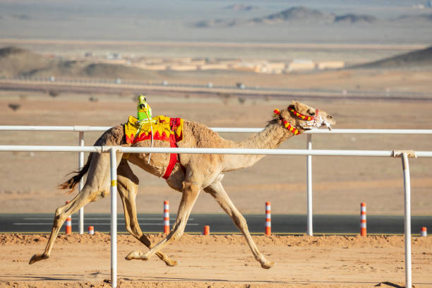 istock Camel racing for the king's cup, Al Ula, Saudi Arabia 1492425488