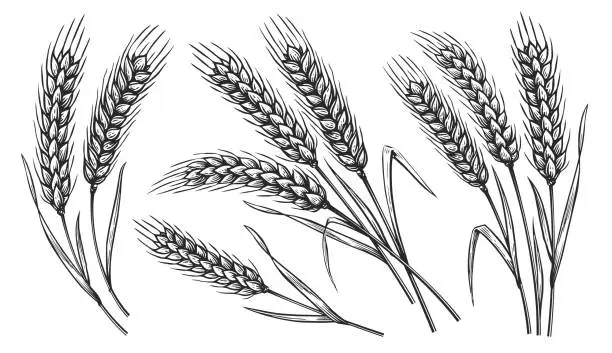 Vector illustration of Grains plants and cereal, rye barley and wheat ear spikes. Bakery food concept. Hand drawn sketch vector illustration