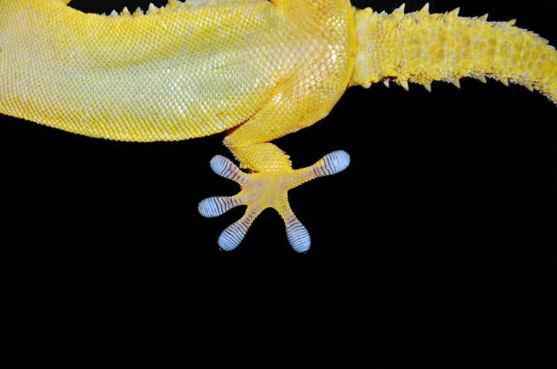 istock gecko hind leg portrait 1492427445