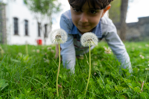 boy blowing on dandelion on the lawn. the foreground is clear, the background is photographed out of focus. Shot with a full-frame camera in daylight.