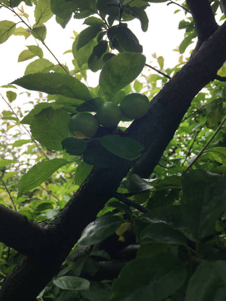 plums on tree - 16330 imagens e fotografias de stock