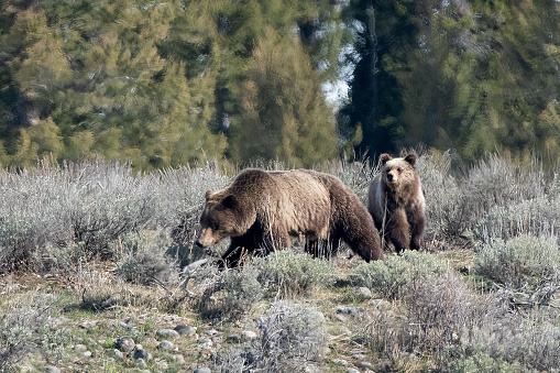 Grizzly bear and cub walking through an opening in the forest in the Yellowstone Ecosystem in western USA of North America. Nearby cities are Jackson, Wyoming, Salt Lake City, Utah and Denver, Colorado.