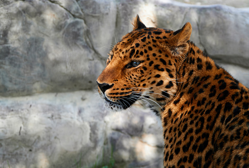 Portrait of a beautiful jaguar.