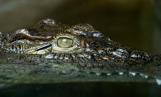 American Alligator, Alligator mississipiensis, Split over and under water shot, Florida Everglades