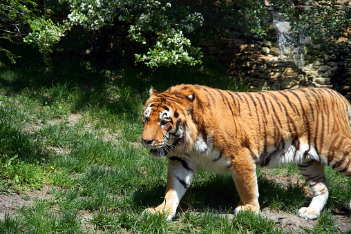 Tiger walking on the green lawn