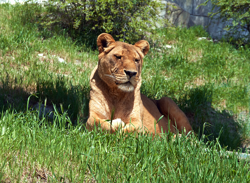Resting lioness lies on a green lawn