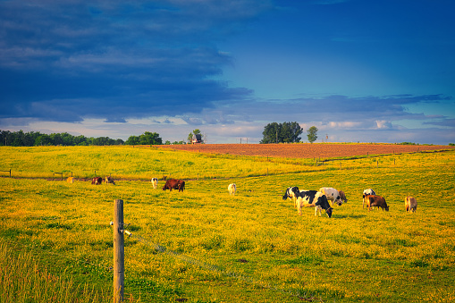 A colorful landscape at sunset of dairy cows out in a pasture in North Carolina.