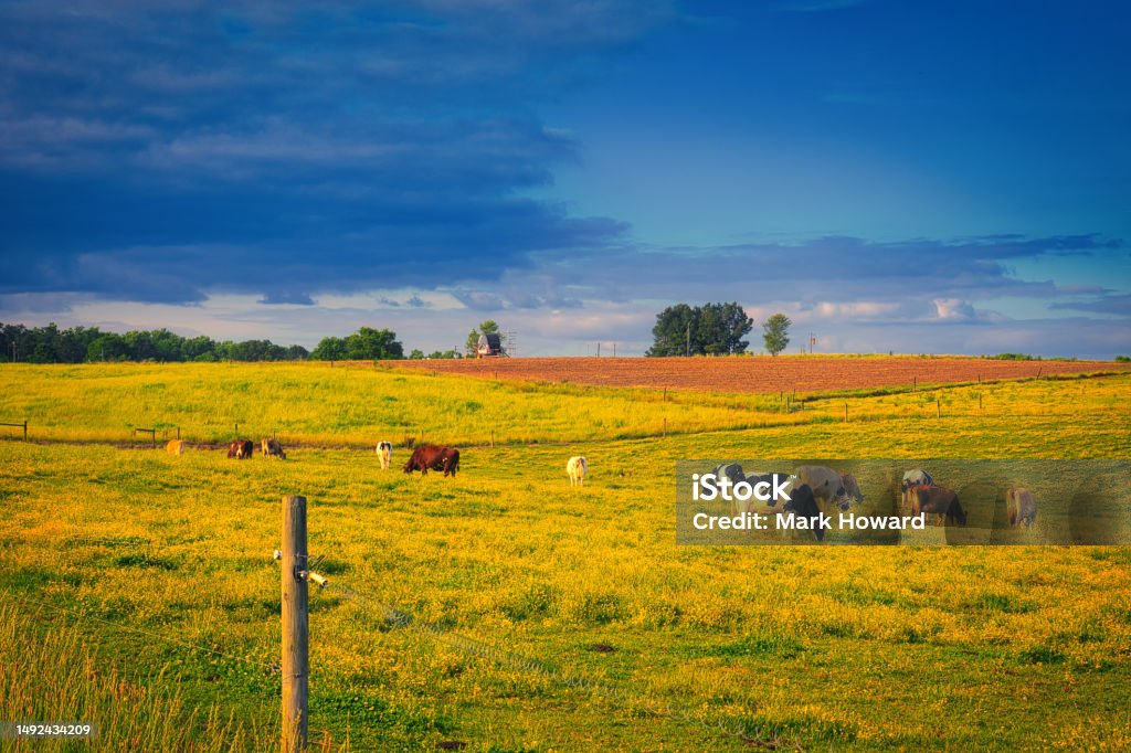 Dairy Farm Moody Sundown A colorful landscape at sunset of dairy cows out in a pasture in North Carolina. Agricultural Field Stock Photo