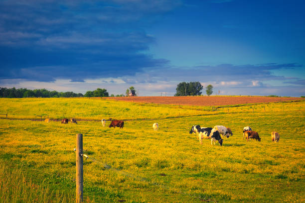 Dairy Farm Moody Sundown stock photo