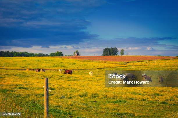 Dairy Farm Moody Sundown Stock Photo - Download Image Now - Agricultural Field, Agriculture, Animal