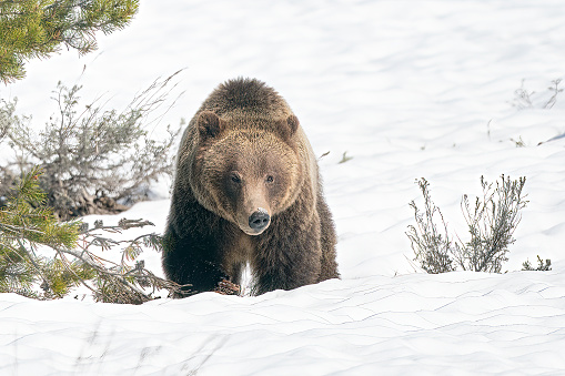 Grizzly bear walks through snow near the Teton Peaks of Grand Teton National Park in Wyoming, western USA of North America. Nearest cities are Jackson, Wyoming, Denver, Colorado and Salt Lake City, Utah.