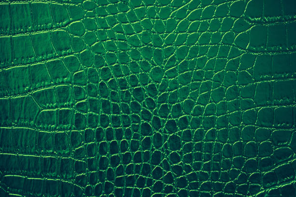 cuir vert crocodile alligator peau artificielle texture motif brillant éthérelle alligator dragon dinosaure reptile fond sarcelle feuille bosselé papier rugueux copie espace gros plan macro photographie cadre complet - leather green hide textured effect photos et images de collection