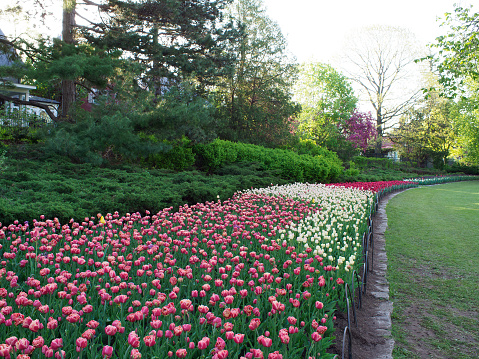 Long stretch of colourful tulip flowers in early morning at Dow s Lake, one of the Ottawa Tulip Festival s main locations