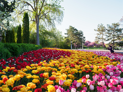 Woman taking photo at Ottawa Tulip Festival with colourful tulip bulbs in the foreground