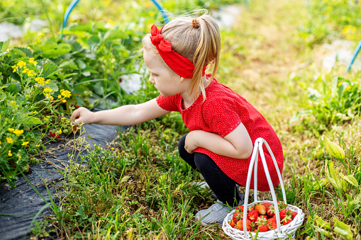Little kid girl picking strawberry on self-picking farm. Harvesting concept. Red clothes. Tasty berries. Pick-Your-Own farm