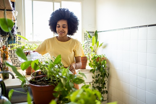 Young Latin woman with Afro hairstyle standing in the kitchen and taking care of the plants. She is watering the plants at home