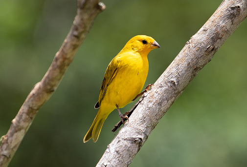 yellow canary perched on branch