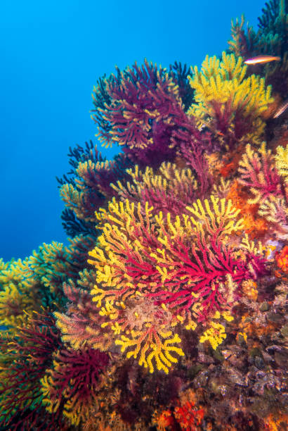 istock Views through the gorgonian coral 1492440562