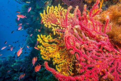 Underwater photo of an illuminated red and yellow gorgonia coral in Costa Brava, mediterranean sea,  surrounded by Pseudanthias orange fish