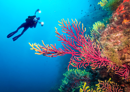 Scuba diving. Beautiful sea life, live sea red gorgonian. Underwater scene with one scuba divers photographer holding an underwater camera with two lights, explore and enjoy at coral reef in Furio Fito point in Costa Brava. Catalonia. Spain. Scuba diver point of view.