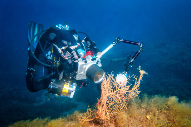 fotografo subacqueo che muore corallo morente - scuba diving flash foto e immagini stock
