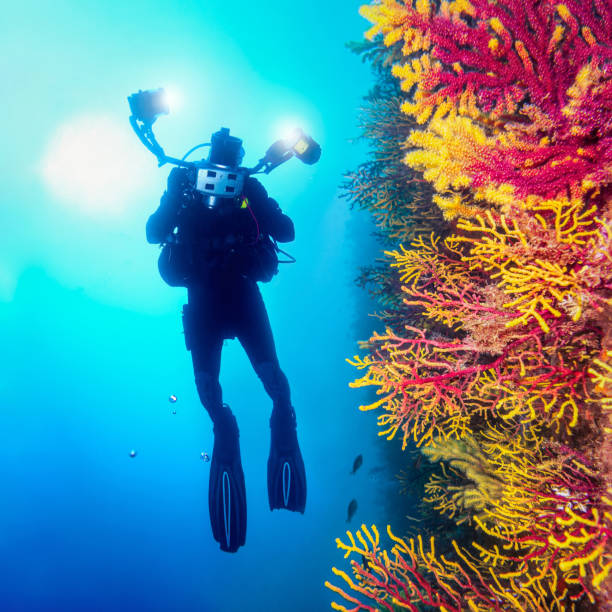 istock Underwater Scuba divers photographer enjoy Explore exploring a vertical wall full of gorgonians 1492441069