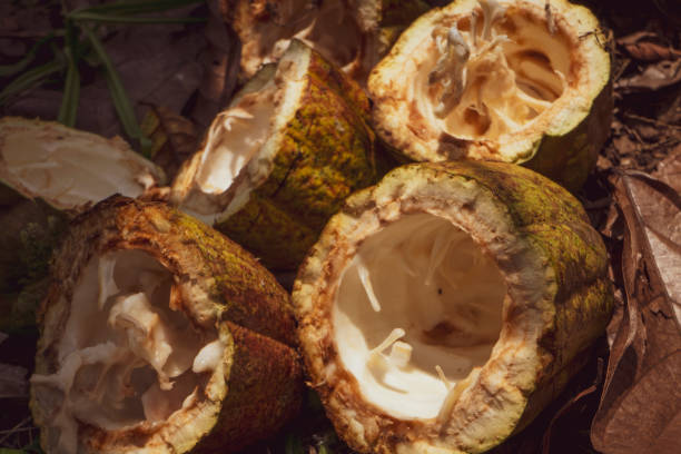 istock Fresh cocoa cut exposing cocoa nibs 1492441268