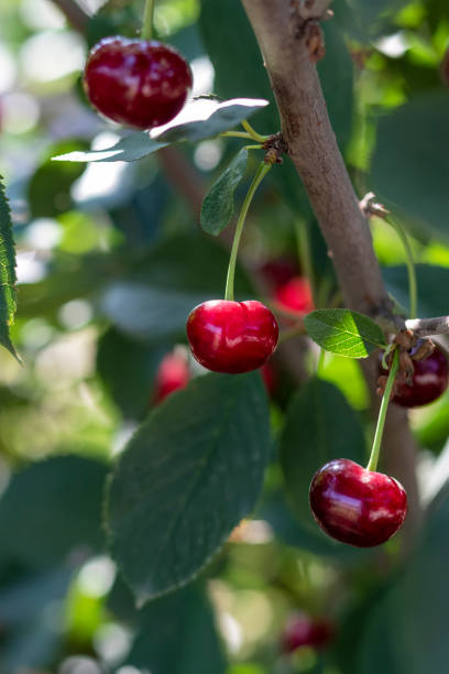 istock Three cherry berries hang on branch of cherry tree. 1492443572