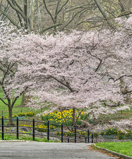 istock Malus coronaria, sweet crabapple, 1492447158
