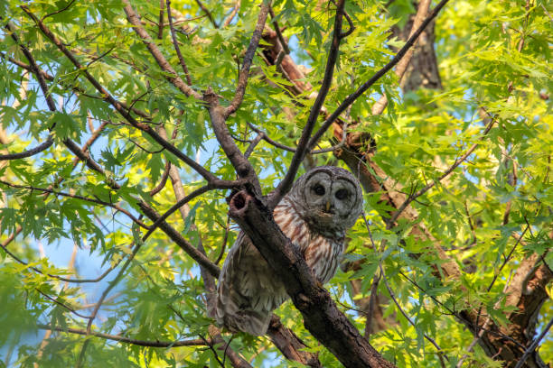 istock Adult Barred Owl 1492449974