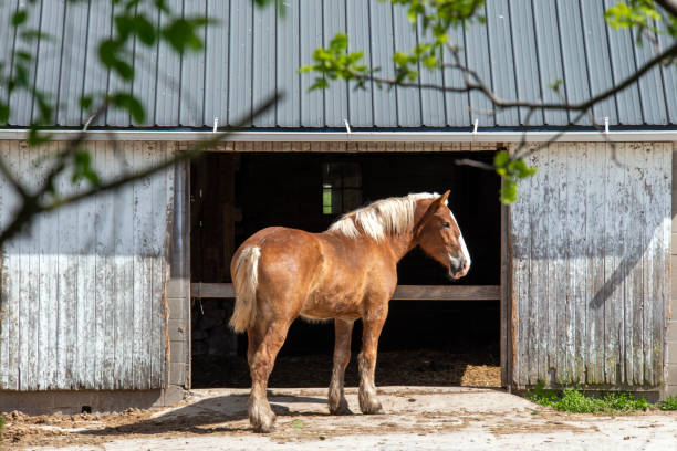 istock Work horse standing at Barn Door 1492450117