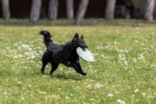 Black mudi dog playing with frisbee disc