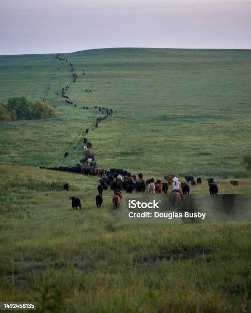 Cattle Drive In The Tallgrass Prairie National Park Stock Photo - Download Image Now