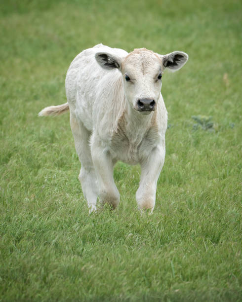 istock Baby calf, Charolais Cross, walking in lush spring grass. 1492458177
