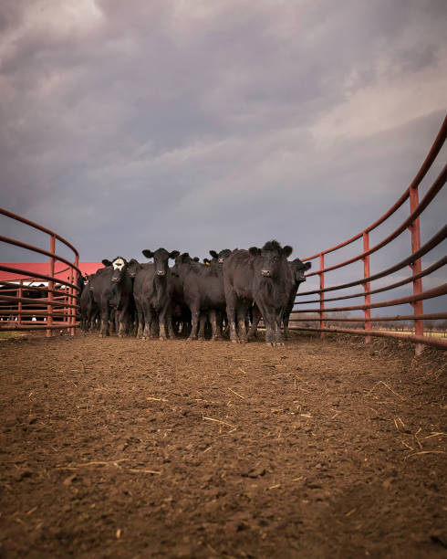 Black Angus Cows in sorting alley facing camera. Black Angus Cows in sorting alley from ground view facing the camera at ground view. cattle pen stock pictures, royalty-free photos & images