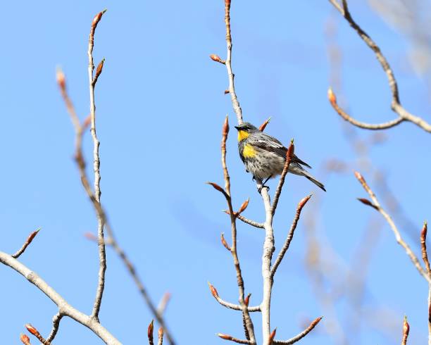 Yellow-Rumped Warbler on a Branch stock photo