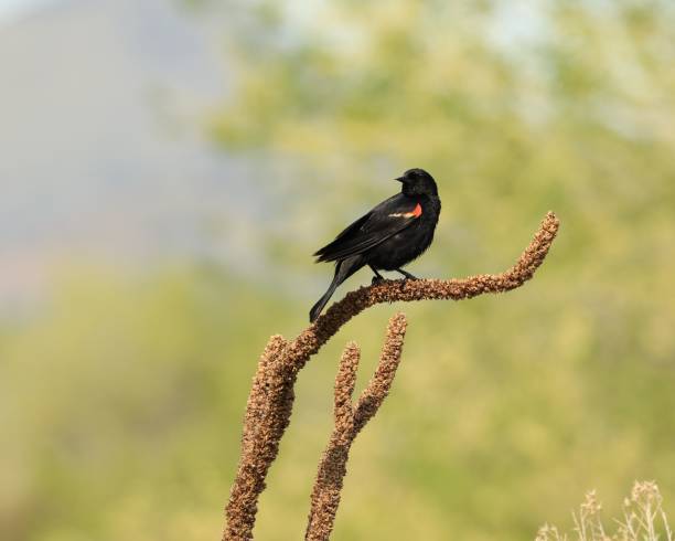 Red-winged Blackbird On a Winter Mullein Plant stock photo