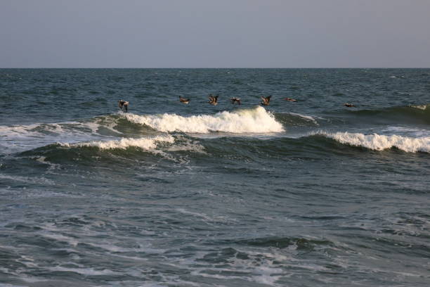 istock Pelicans flying over the surf 1492469600