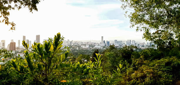 istock A bright morning view on the hill surrounded by forest trees and green plants. 1492469700