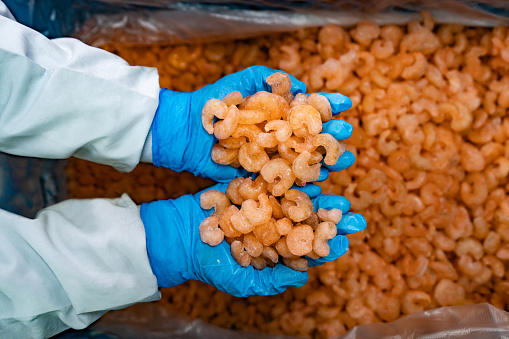 Close-up on a worker doing quality control at a seafood factory and holding shrimps in their hands