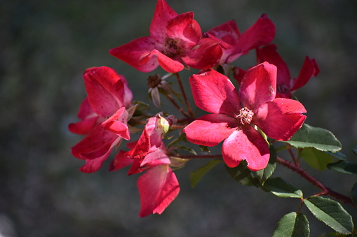 Closeup of vibrant colorful red, pink and yellow cocktail rose bush or Meimick shrub roses in Paseo El Rosedal