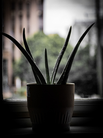 Aloe plant on window in a loft apartment